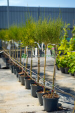 Cytisus PA ( Arbust Maturica )
