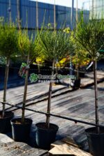 Cytisus PA ( Arbust Maturica ) - imagine 2