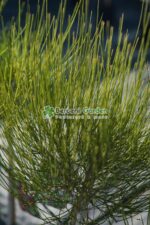 Cytisus PA ( Arbust Maturica ) - imagine 3