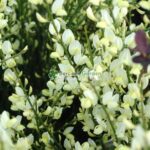 Cytisus PA ( Arbust Maturica ) - imagine 4