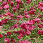 Cytisus PA ( Arbust Maturica ) - imagine 5