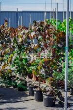 Cercis Canadensis Ruby Falls ( Arborele lui Iuda flori roz abundente )
