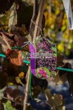 Cercis Canadensis Ruby Falls ( Arborele lui Iuda flori roz abundente ) - imagine 2