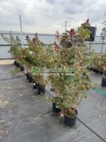 Cotinus Coggygria Dusky Maiden Londus ( Scumpie Dusky Maiden )