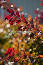 Cotinus Coggygria Dusky Maiden Londus ( Scumpie Dusky Maiden ) - imagine 2
