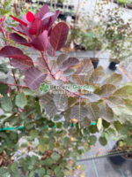 Cotinus Coggygria Dusky Maiden Londus ( Scumpie Dusky Maiden ) - imagine 3