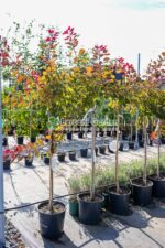 Cotinus Coggygria Dusky Maiden Londus PA ( Scumpie Dusky Maiden )