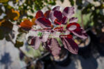 Cotinus Coggygria Dusky Maiden Londus PA ( Scumpie Dusky Maiden ) - imagine 2