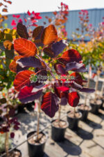 Cotinus Coggygria Dusky Maiden Londus PA ( Scumpie Dusky Maiden ) - imagine 3