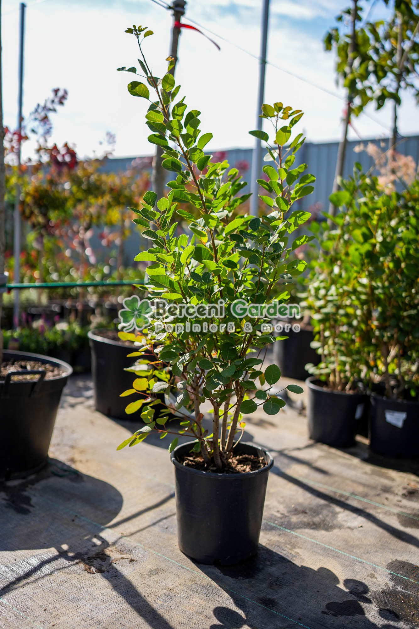 20.93.01.1.vanzare-plante-online Cotinus Coggygria Young Lady ( Scumpie Young Lady ) - imagine 1
