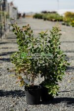 Cotinus Coggygria Young Lady ( Scumpie Young Lady ) - imagine 2