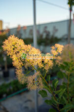 Cotinus Coggygria Young Lady ( Scumpie Young Lady ) - imagine 3
