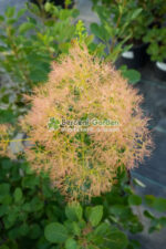 Cotinus Coggygria Young Lady ( Scumpie Young Lady ) - imagine 4