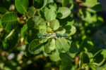 Cotinus Coggygria Young Lady ( Scumpie Young Lady ) - imagine 5