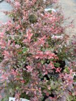 Berberis Thunbergii Atropurpurea Nana (Drăcilă Pitică cu frunziș purpuriu intens)