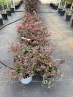 Berberis Thunbergii Atropurpurea Nana (Drăcilă Pitică cu frunziș purpuriu intens) - imagine 3