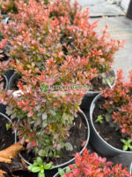 Berberis Thunbergii Bagatelle ( Drăcilă pitică cu frunziș maro-purpuriu compact )