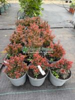 Berberis Thunbergii Bagatelle ( Drăcilă pitică cu frunziș maro-purpuriu compact ) - imagine 2