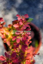 Berberis Thunbergii Desperados ( Drăcilă decorativă cu frunziș purpuriu-rosu ) - imagine 2
