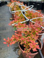 Berberis Thunbergii Desperados ( Drăcilă decorativă cu frunziș purpuriu-rosu ) - imagine 3