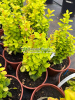 Berberis Thunbergii Sunbean ( Drăcilă decorativă cu frunziș galben deschis-verde )