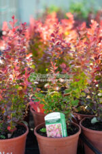 Berberis Thunbergii Chocolate Summer ( Drăcilă decorativă cu frunziș ciocolatiu închis )