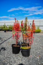 Berberis Thunbergii Erecta (Drăcilă cu port vertical și frunziș dens)