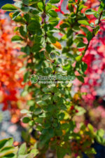 Berberis Thunbergii Erecta (Drăcilă cu port vertical și frunziș dens) - imagine 2