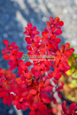 Berberis Thunbergii Erecta (Drăcilă cu port vertical și frunziș dens) - imagine 3
