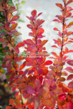 Berberis Thunbergii Erecta (Drăcilă cu port vertical și frunziș dens) - imagine 4