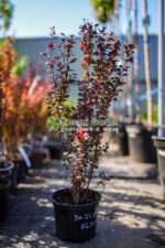 Berberis Thunbergii Orange Rocket ( Drăcilă verticală cu frunziș portocaliu-roșu intens)