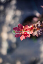 Berberis Thunbergii Orange Rocket ( Drăcilă verticală cu frunziș portocaliu-roșu intens) - imagine 2