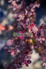 Berberis Thunbergii Orange Rocket ( Drăcilă verticală cu frunziș portocaliu-roșu intens) - imagine 3