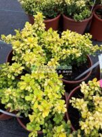 Berberis Thunbergii Tiny Gold ( Drăcilă pitică cu frunziș galben strălucitor)