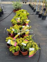 Berberis Thunbergii Tiny Gold ( Drăcilă pitică cu frunziș galben strălucitor) - imagine 2