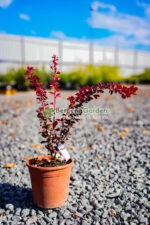 Berberis Thunbergii Vulcano ( Drăcilă cu frunziș roșu-portocaliu exploziv)
