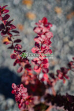 Berberis Thunbergii Vulcano ( Drăcilă cu frunziș roșu-portocaliu exploziv) - imagine 2