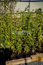Euonymus europaeus ( Salba comun )