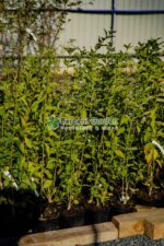 Euonymus europaeus ( Salba comun ) - imagine 2