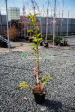 Euonymus europaeus ( Salba comun ) - imagine 3