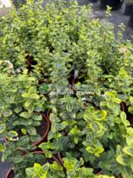 Euonymus Fortunei Emerald'n Gold ( Euonimus Emerald n Gold )