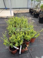 Euonymus Fortunei Emerald'n Gold ( Euonimus Emerald n Gold ) - imagine 2