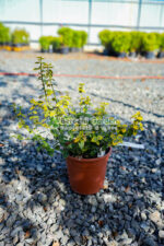 Euonymus Fortunei Emerald'n Gold ( Euonimus Emerald n Gold ) - imagine 3