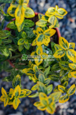 Euonymus Fortunei Emerald'n Gold ( Euonimus Emerald n Gold ) - imagine 4