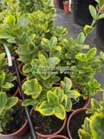 Euonymus Japonica Aureus