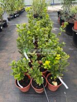 Euonymus Japonica Aureus - imagine 2