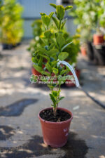 Euonymus Japonica Aureus - imagine 3