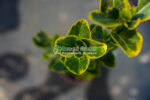 Euonymus Japonica Aureus - imagine 4