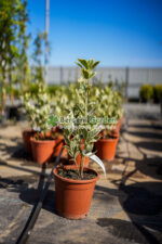Euonymus Japonica Bravo