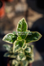 Euonymus Japonica Bravo - imagine 2